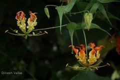 Gloriosa superba
